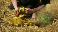 This Farming Life S06E09 1080p HEVC x265-MeGusta EZTV