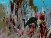 Andys Aquatic Adventures S01E06 480p x264-mSD [eztv]
