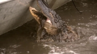 Swamp People S12E11 WEB h264-BAE EZTV Swamp People S12E11 WEB h264-BAE EZTV