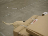 Dog Squad S13E10 480p x264-mSD EZTV Dog Squad S13E10 480p x264-mSD EZTV
