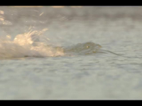 Our Oceans S01E04 480p x264-mSD EZTV