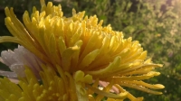 Full Bloom S01E04 XviD-AFG EZTV