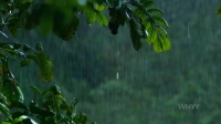 Nature S39E05 Primates Protecting Primates HDTV x264-30FPS EZTV