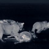 Dynasties UK S01E03 WEBRip x264-ION10