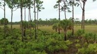 Swamp People Serpent Invasion S03E06 XviD-AFG EZTV Swamp People Serpent Invasion S03E06 XviD-AFG EZTV