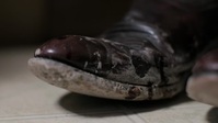 Snapped S29E13 720p HEVC x265-MeGusta EZTV Snapped S29E13 720p HEVC x265-MeGusta EZTV