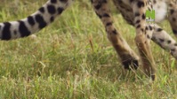 Evolve S01E05 1080p HEVC x265-MeGusta EZTV Evolve S01E05 1080p HEVC x265-MeGusta EZTV