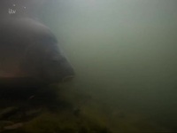 Monster Carp S06E02 480p x264-mSD EZTV Monster Carp S06E02 480p x264-mSD EZTV