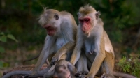 Monkey Kingdom 2015 720p BDRip x264 EZTV