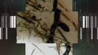 The Proof Is Out There S02E07 XviD-AFG EZTV The Proof Is Out There S02E07 XviD-AFG EZTV