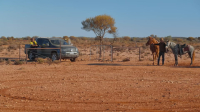 Aussie Gold Hunters S09E16 720p HEVC x265-MeGusta EZTV
