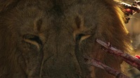 The Wild Sides S01E02 XviD-AFG EZTV The Wild Sides S01E02 XviD-AFG EZTV