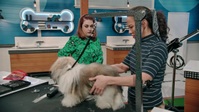 Pooch Perfect US S01E06 720p HEVC x265-MeGusta EZTV