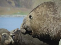Big Beasts S01E02 480p x264-mSD EZTV Big Beasts S01E02 480p x264-mSD EZTV