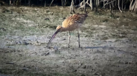 Nature S42E10 Flyways 1080p HEVC x265-MeGusta EZTV