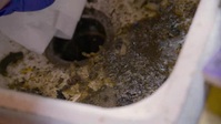 Dirty Rotten Cleaners S01E05 XviD-AFG EZTV