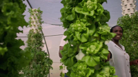 Homegrown 2020 S04E04 XviD-AFG EZTV