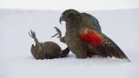 Frozen Planet II S01E03 1080p HEVC x265-MeGusta EZTV Frozen Planet II S01E03 1080p HEVC x265-MeGusta EZTV