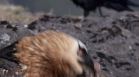 Autumnwatch S15E04 XviD-AFG EZTV Autumnwatch S15E04 XviD-AFG EZTV
