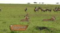 Wild Child S04E02 XviD-AFG EZTV