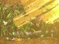 Wild Child S03E07 480p x264-mSD EZTV Wild Child S03E07 480p x264-mSD EZTV