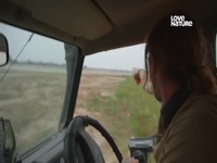 Wild Dogs Running With The Pack S01E04 480p x264-mSD EZTV