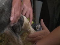 The Yorkshire Vet S10E02 480p x264-mSD [eztv]