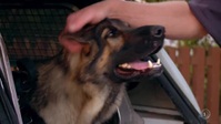 Dog Squad S12E05 XviD-AFG EZTV