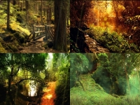 The Mysterious Forest Screensaver Application