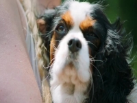 The Pack S01E03 480p x264-mSD EZTV
