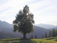 A New Leaf S01E12 480p x264-mSD [eztv]