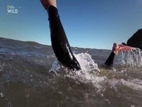 Shark Attacks Files S02E01 480p x264-mSD EZTV