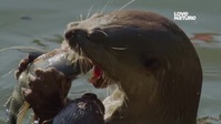 Uptown Otters S01E04 REAL XviD-AFG EZTV Uptown Otters S01E04 REAL XviD-AFG EZTV