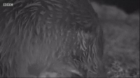 Winterwatch S09E03 720p HEVC x265-MeGusta EZTV
