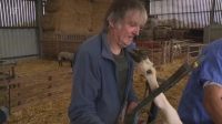 The Yorkshire Vet S11E15 XviD-AFG EZTV