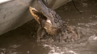 Swamp People S12E11 720p HEVC x265-MeGusta EZTV
