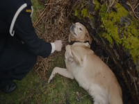 All Creatures Great And Small 2020 S05E02 480p x264-mSD EZTV All Creatures Great And Small 2020 S05E02 480p x264-mSD EZTV