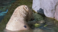 Arctic Vets S01E06 XviD-AFG EZTV Arctic Vets S01E06 XviD-AFG EZTV