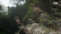 Alone Australia S01E09 1080p HEVC x265-MeGusta EZTV