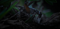Evolution Earth S01E02 REPACK 720p HEVC x265-MeGusta EZTV Evolution Earth S01E02 REPACK 720p HEVC x265-MeGusta EZTV