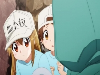 Cells At Work S02E03 480p x264-mSD EZTV