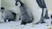Wild Babies S01E07 XviD-AFG EZTV Wild Babies S01E07 XviD-AFG EZTV