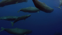 Nature S42E12 720p x264-FENiX EZTV