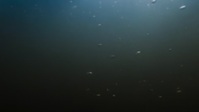 Frozen Planet II S02E06 1080p HEVC x265-MeGusta EZTV
