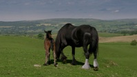 All Creatures Great And Small 2020 S02 1080p WEBRip x265 EZTV All Creatures Great And Small 2020 S02 1080p WEBRip x265 EZTV