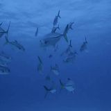 Forecast-Shark Attack 2019 WEB x264-CAFFEiNE[TGx]