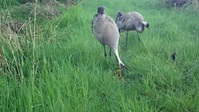 Springwatch S17E10 XviD-AFG EZTV