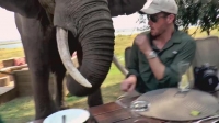 Nature Gone Wild S01E04 XviD-AFG EZTV