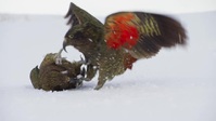 Frozen Planet II S01E03 XviD-AFG EZTV Frozen Planet II S01E03 XviD-AFG EZTV