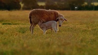 Wild Child S02E18 XviD-AFG EZTV